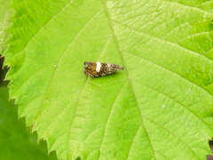 Dichrorampha sequana