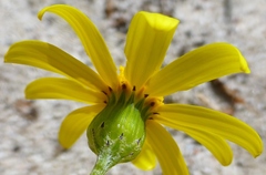 Senecio littoreus hispidulus