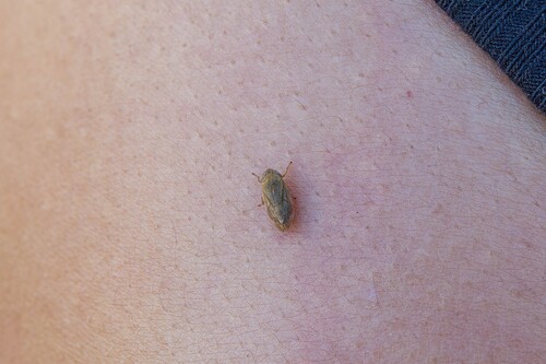 Meadow Spittlebug