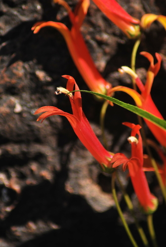 Sierra Madre lobelia