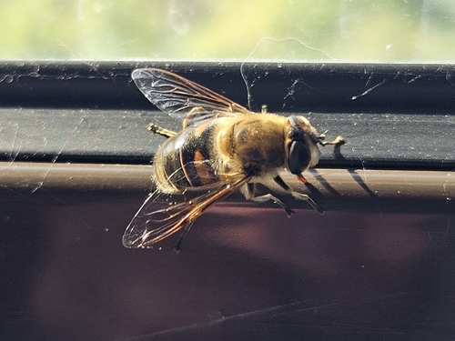 Common Drone Fly