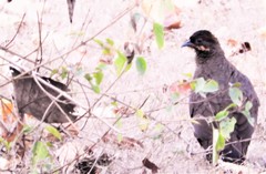 Galloperdix lunulata