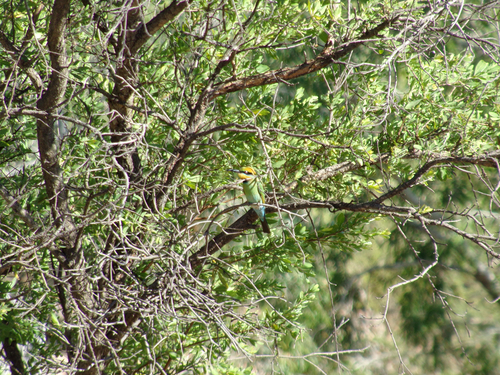 Rainbow Bee-eater