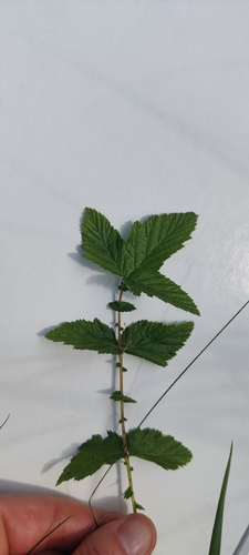 Meadowsweet