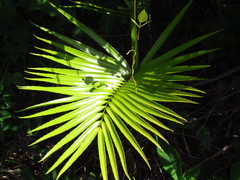 Zamia standleyi