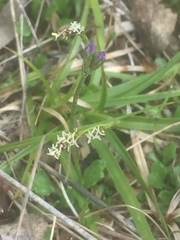 Carex concinna