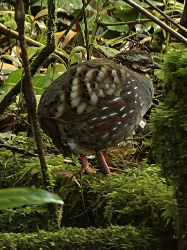 Rufous-throated Partridge