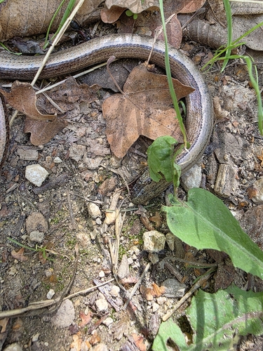 Common Slowworm