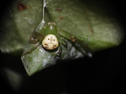 Diaea zonura