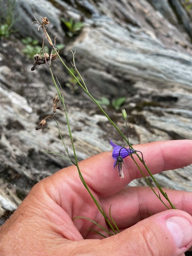 Campanula intercedens, photograph 3