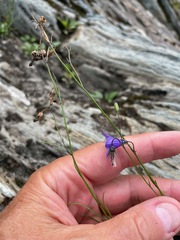 (c) Tom Scavo, some rights reserved (CC BY) Campanula intercedens, photograph (c) Tom Scavo, some rights reserved (CC BY)