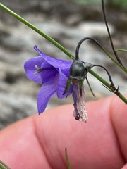 (c) Tom Scavo, some rights reserved (CC BY) Campanula intercedens, photograph (c) Tom Scavo, some rights reserved (CC BY)