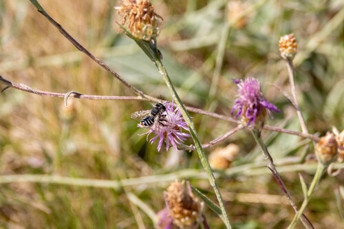 Megachile apicalis