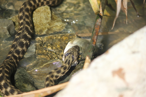 Tessellated Water Snake, Ленинский р-н, Махачкала, Респ. Дагестан, Россия, photo 9 of 10