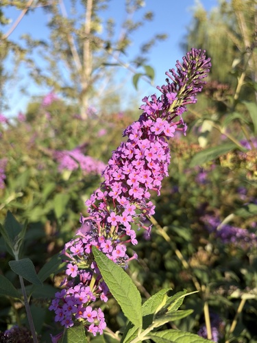 Butterfly bush