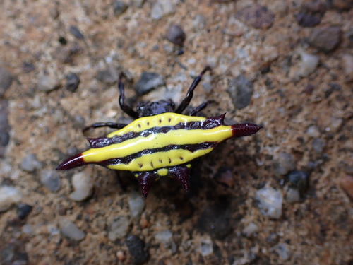 Spiny Orb-Weaver Spider