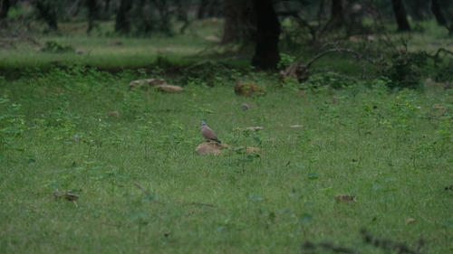 Red Collared-Dove