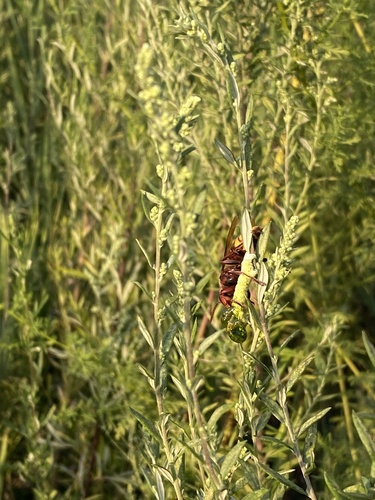 European Hornet