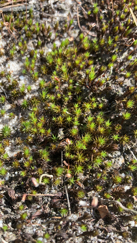 bristly haircap moss