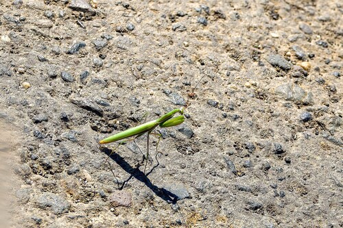 European Mantis