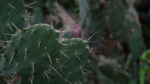 Tall Pricklypear