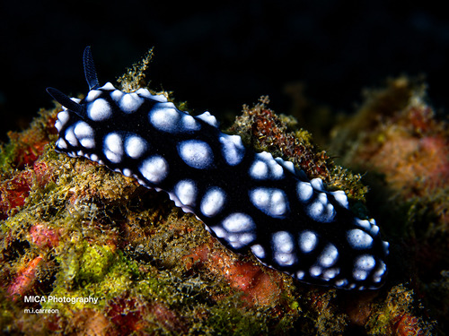 Phyllidia pustulosa observed 2026-09-06