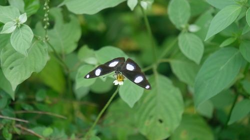 Danaid Eggfly