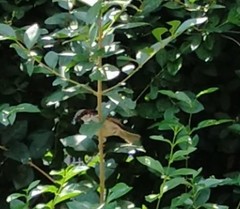 Passer domesticus