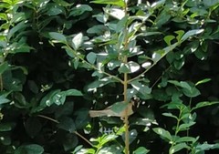 Passer domesticus