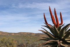 Aloe ferox