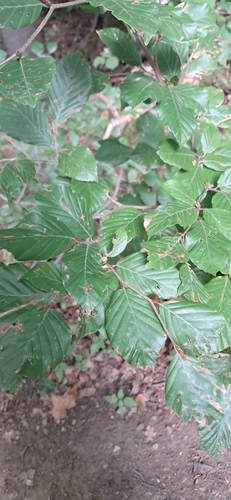 European beech