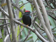 Chiroxiphia lanceolata