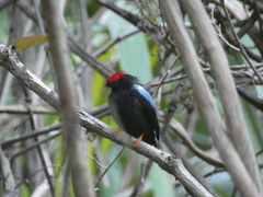 Chiroxiphia lanceolata