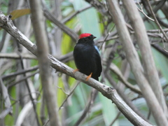 Chiroxiphia lanceolata