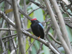 Chiroxiphia lanceolata