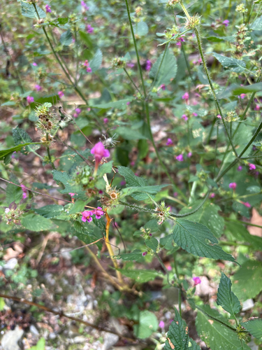 Hairy Hemp-nettle