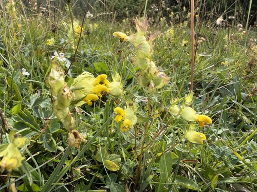 Rhinanthus glacialis, photograph 3