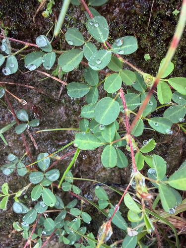 Grona heterophylla observed 2026-09-06