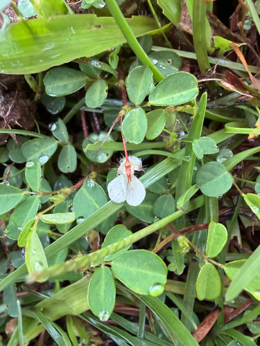Grona heterophylla observed 2026-09-06
