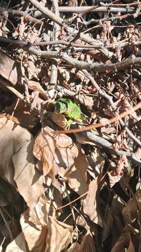 Western Green Lizard