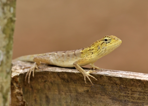 Wang’s Garden Lizard