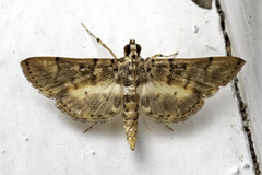 Tylostega