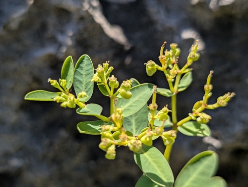 Euphorbia atoto observed 2026-09-05