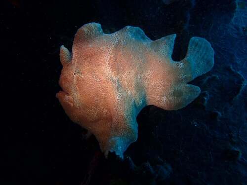 Antennarius commerson observed 2026-09-06