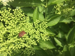 Graphosoma italicum italicum