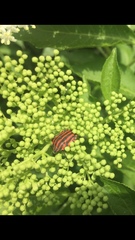 Graphosoma italicum italicum