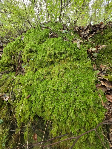 Sphagnum quinquefarium observed 2026-09-06