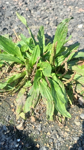 Plantago depressa, photograph 2