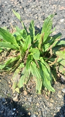 Plantago depressa, photograph (c) ivansemenkov, some rights reserved (CC BY)