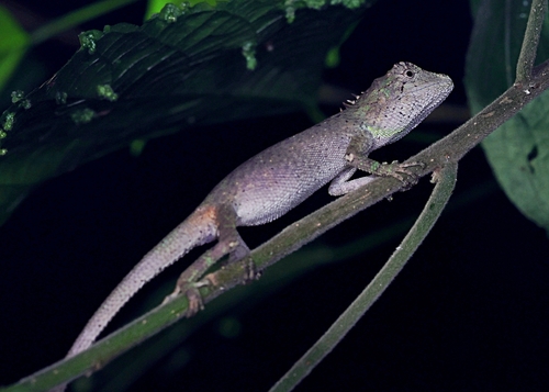 Burmese False Bloodsucker